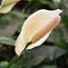 Peace Lily  by caitnessa