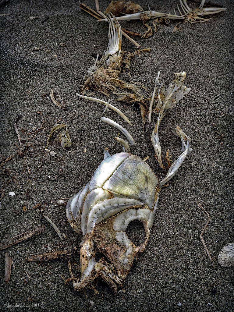 Fish Skeleton by yorkshirekiwi