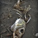 Fish Skeleton by yorkshirekiwi