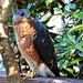 Cooper's Hawk by peggysirk