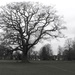 Ickwell Green Oak by helenhall