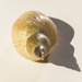shell by haskar