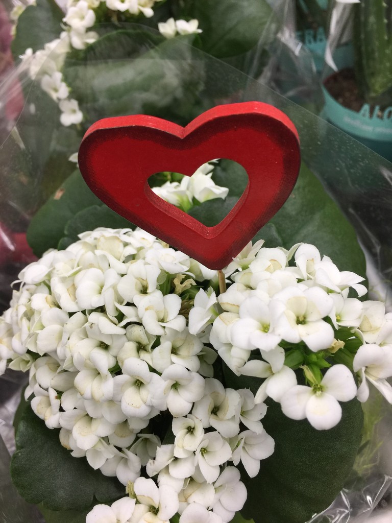 Red heart in white flowers.  by cocobella