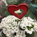 Red heart in white flowers.  by cocobella