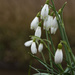 Snowdrop by leonbuys83