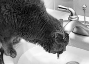 20th Feb 2017 - Cat in Sink 2017