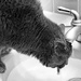 Cat in Sink 2017 by houser934