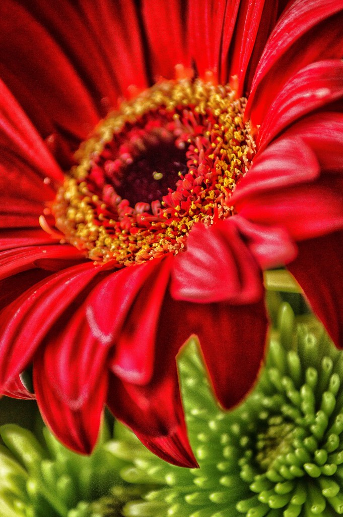 Big Red Daisy! by 365karly1