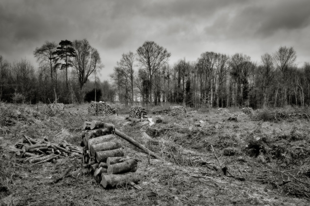 PLAY Feb - Fuji 18mm f/2: Some Still Standing by vignouse