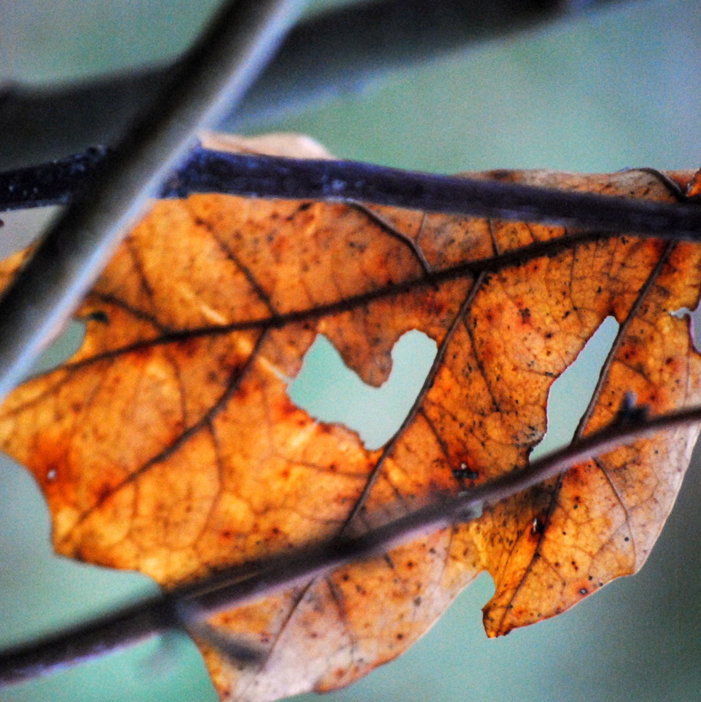 A Natural Heart by genealogygenie