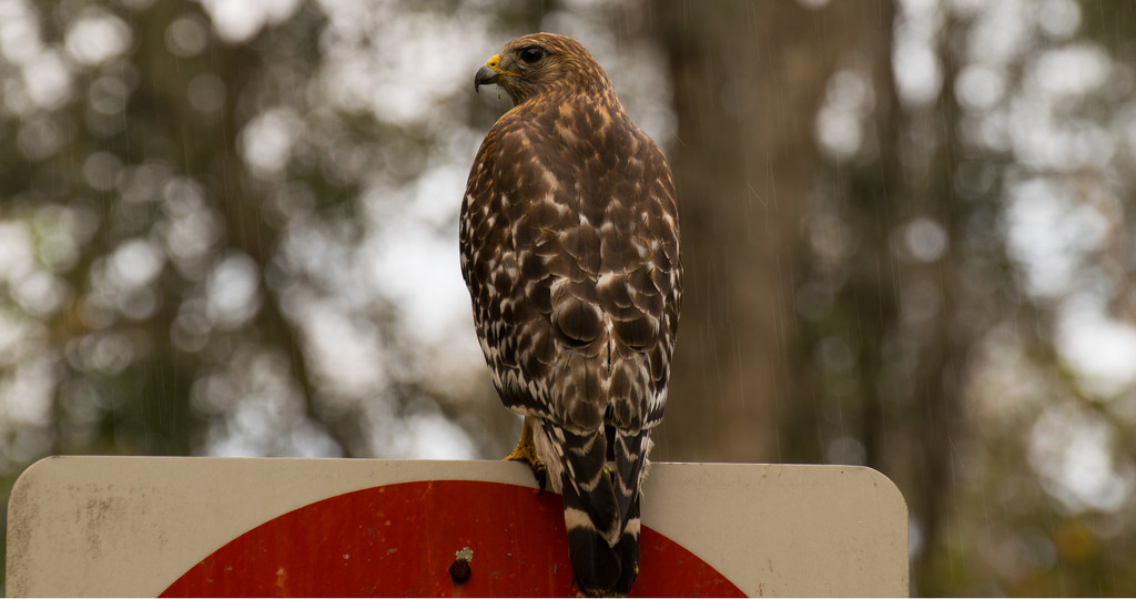 Sign Hawk in the Rain! by rickster549