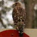 Sign Hawk in the Rain! by rickster549