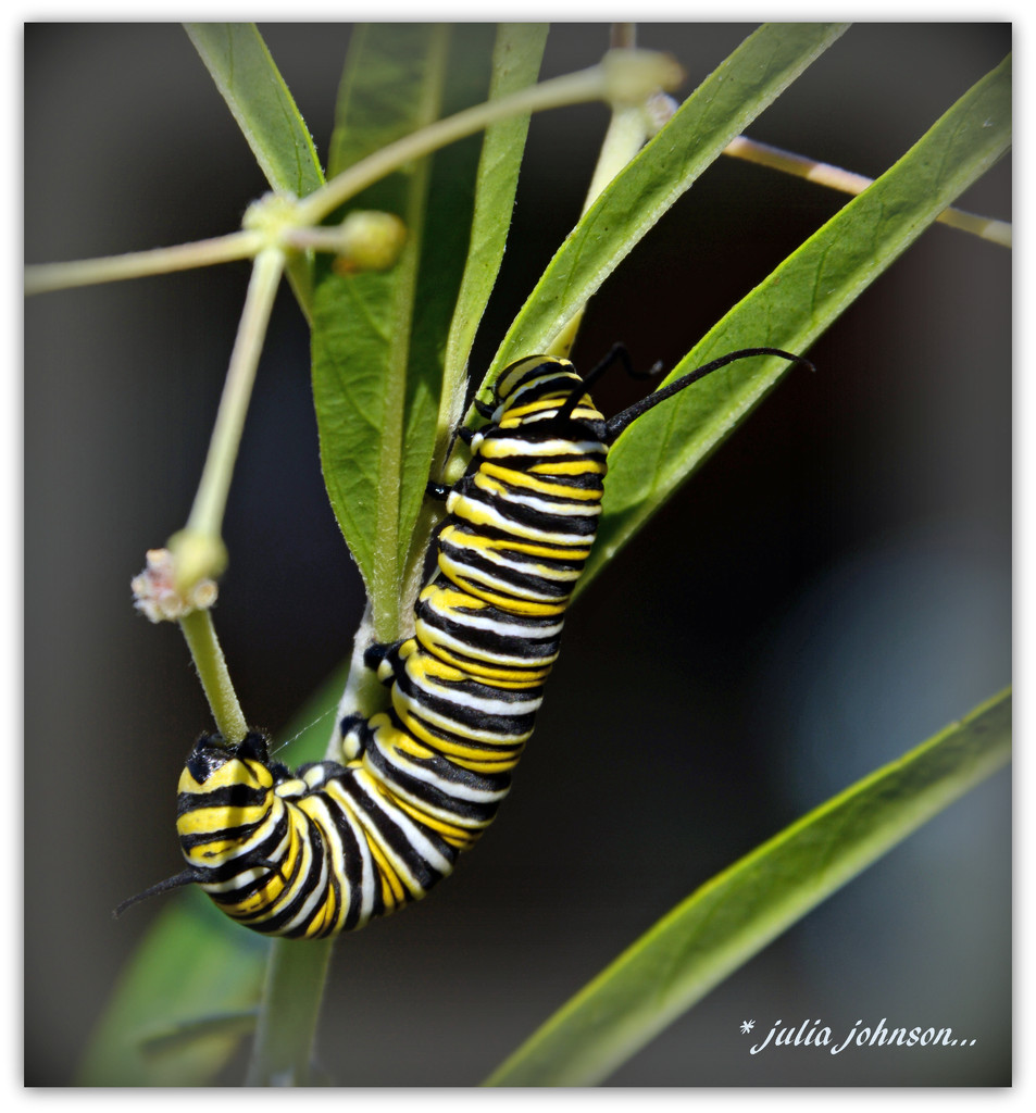 Monach caterpillar... by julzmaioro