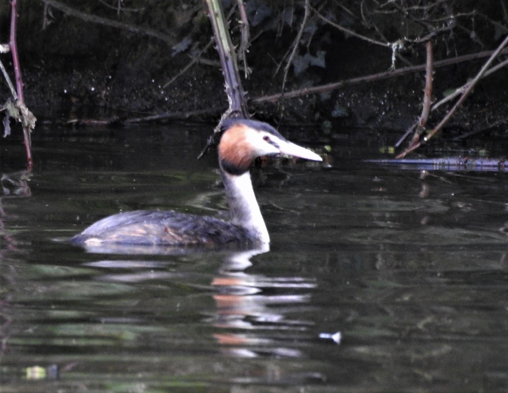 Great Crested Grebe by oldjosh