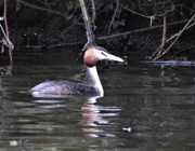 25th Feb 2017 - Great Crested Grebe