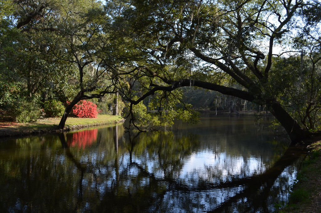 Azaleas reflected in lake, Charles Towne Landing State Historic Site by congaree