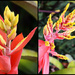 Bromeliad Inflorescence by terryliv