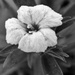 Winter Dianthus by daisymiller