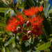 Red-Flowering Gum by gosia
