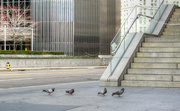 27th Feb 2017 - Downtown pigeons