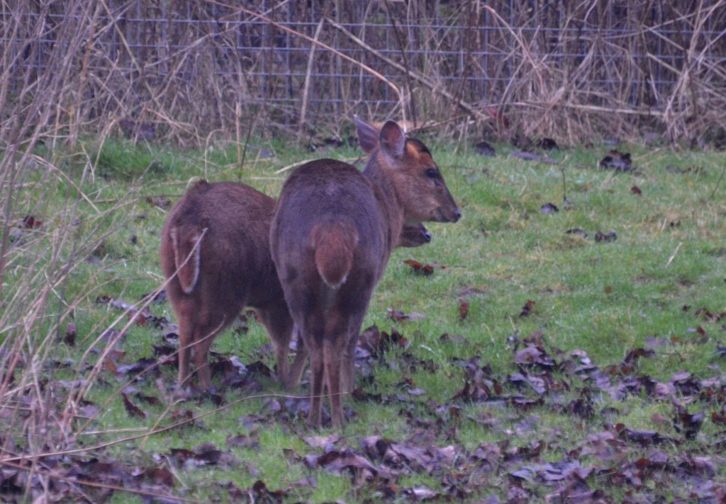 Reeves Muntjac – Mother and Fawn  by arkensiel