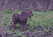 27th Feb 2017 - Reeves Muntjac – Mother and Fawn 