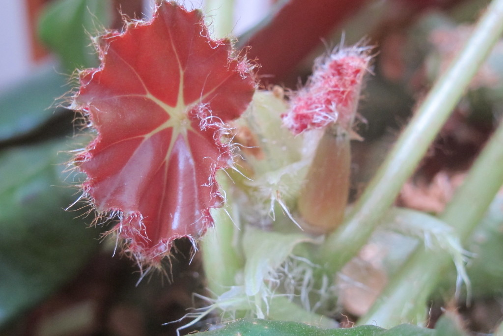 Triffid aka Begonia by s4sayer