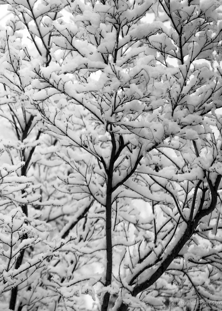 Snowy Morning  by epcello