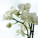 White orchid by elisasaeter