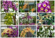 27th Feb 2017 - Orchid Collage