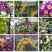 Orchid Collage by foxes37
