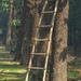 048 - The ladder by bob65