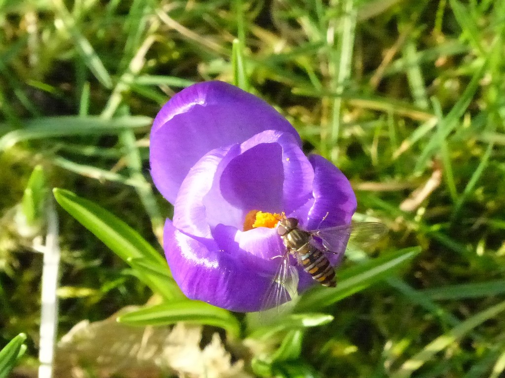  Bug on a Crocus Flower  by susiemc