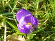 27th Feb 2017 -  Bug on a Crocus Flower 