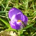  Bug on a Crocus Flower  by susiemc