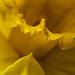 Daffodil by megpicatilly
