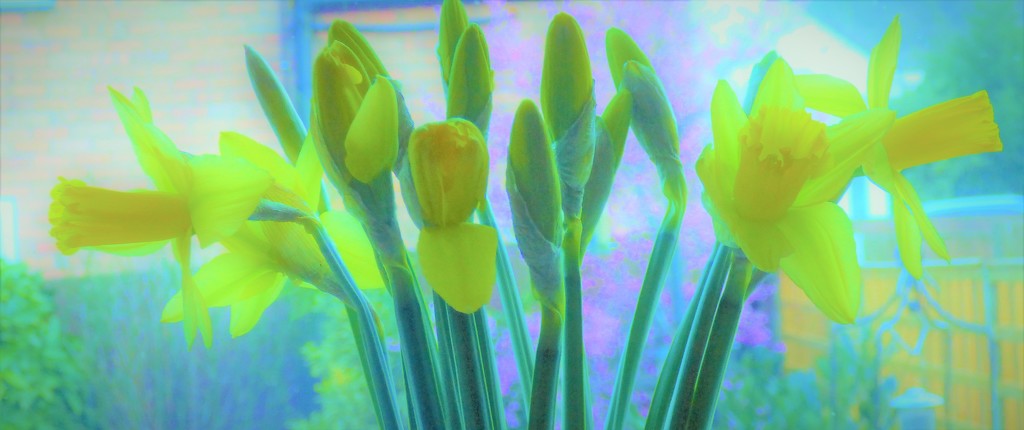 Daffodils  by beryl