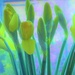 Daffodils  by beryl