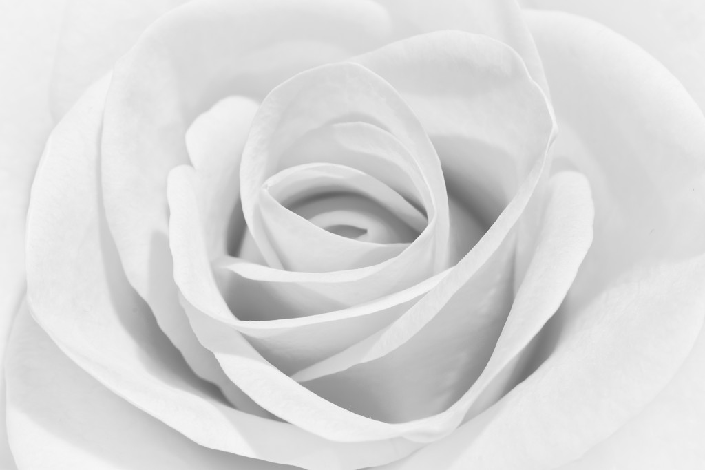 White Rose by rjb71