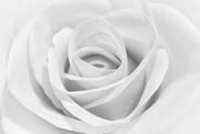 27th Feb 2017 - White Rose
