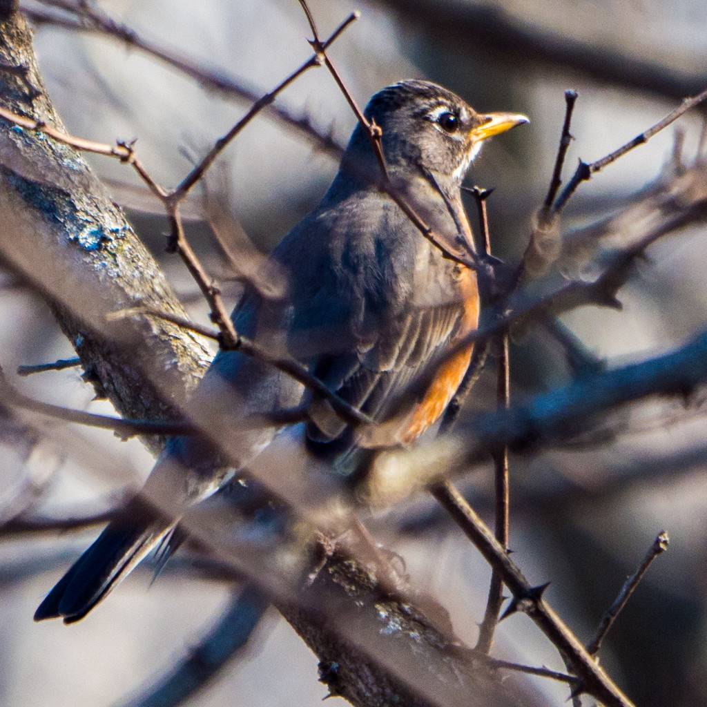 American Robin Square by rminer