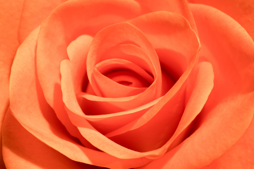 Orange Rose by rjb71
