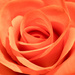 Orange Rose by rjb71