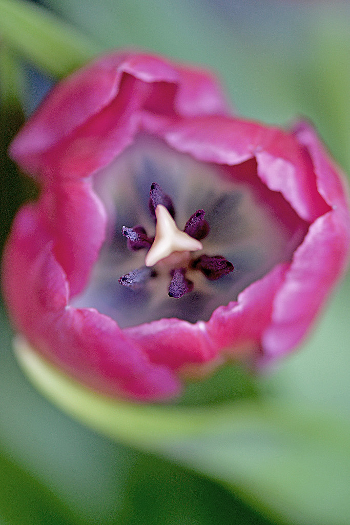 Inside my tulip! by fayefaye