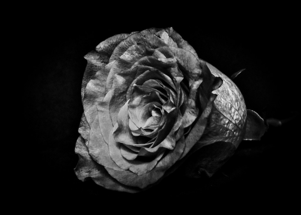 One Faded Rose by milaniet