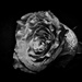 One Faded Rose by milaniet