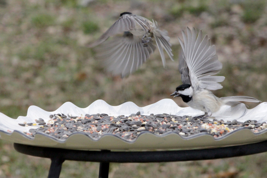 Chickadees in Action by gaylewood