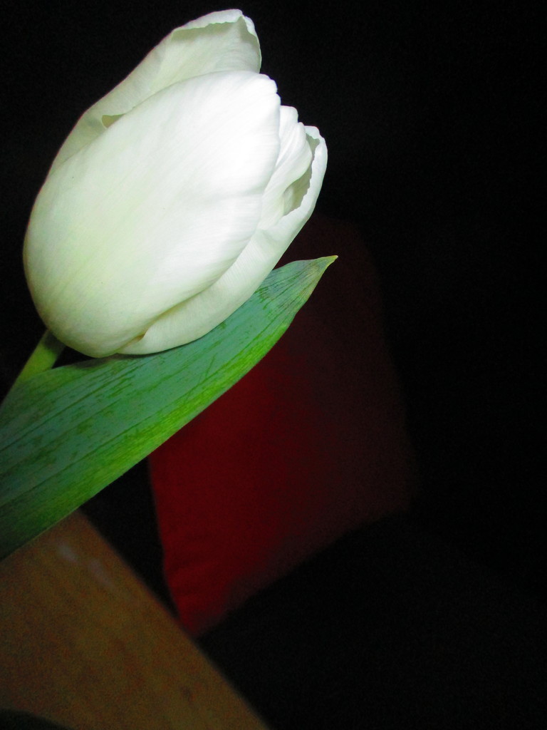 First Tulip by granagringa