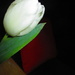 First Tulip by granagringa