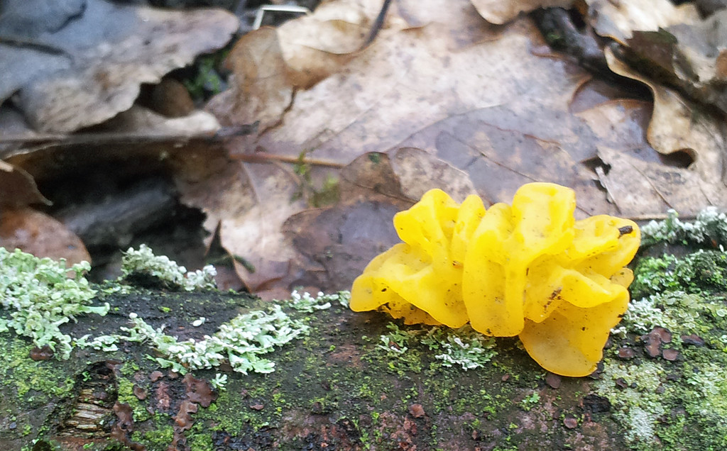 Yellow jelly fungus by janturnbull